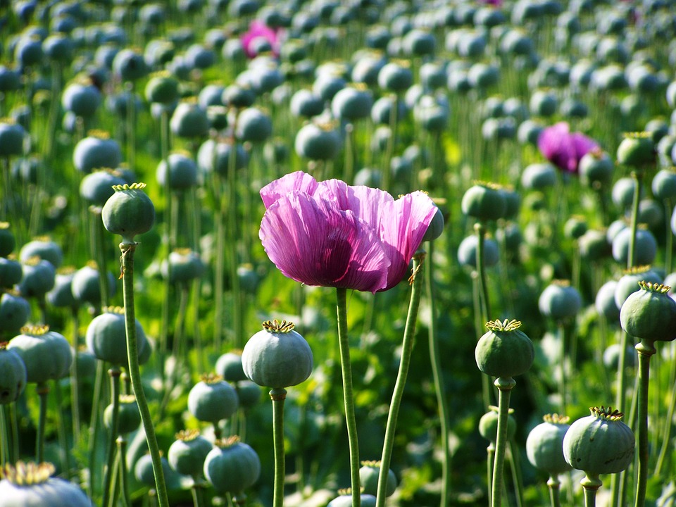 Flor de amapola